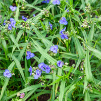 Eéndagsbloem Zwanenburg - Tradescantia ( andersoniana group ) zwanenburg blu - Bakker