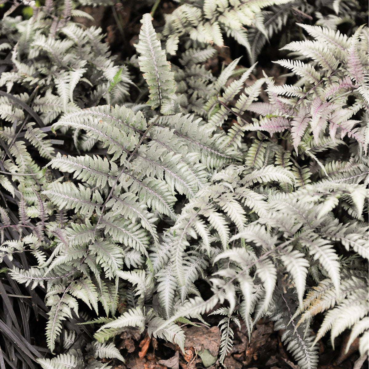 Wijfjesvaren Burgundy Lace - Athyrium niponicum burgundy lace - Bakker