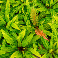 Blechnum spicant - Dubbelloofvaren - Vaste planten