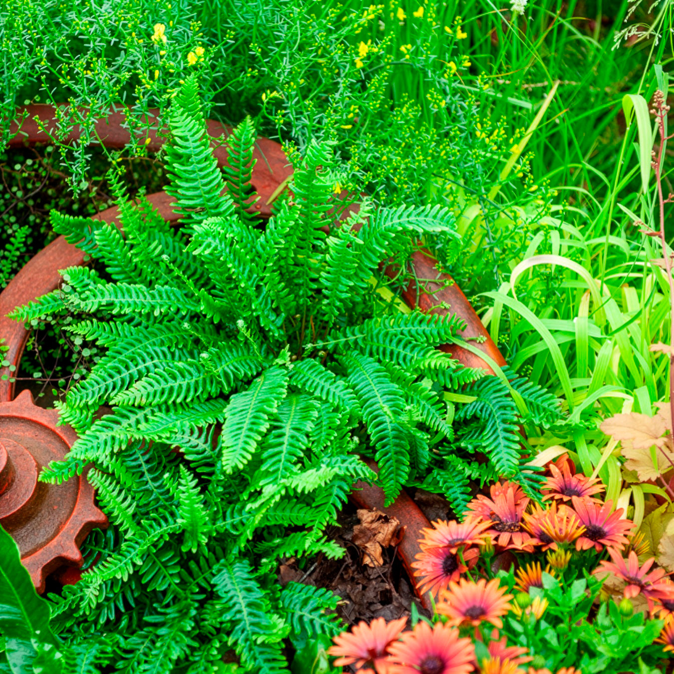 Dubbelloofvaren - Blechnum spicant - Bakker