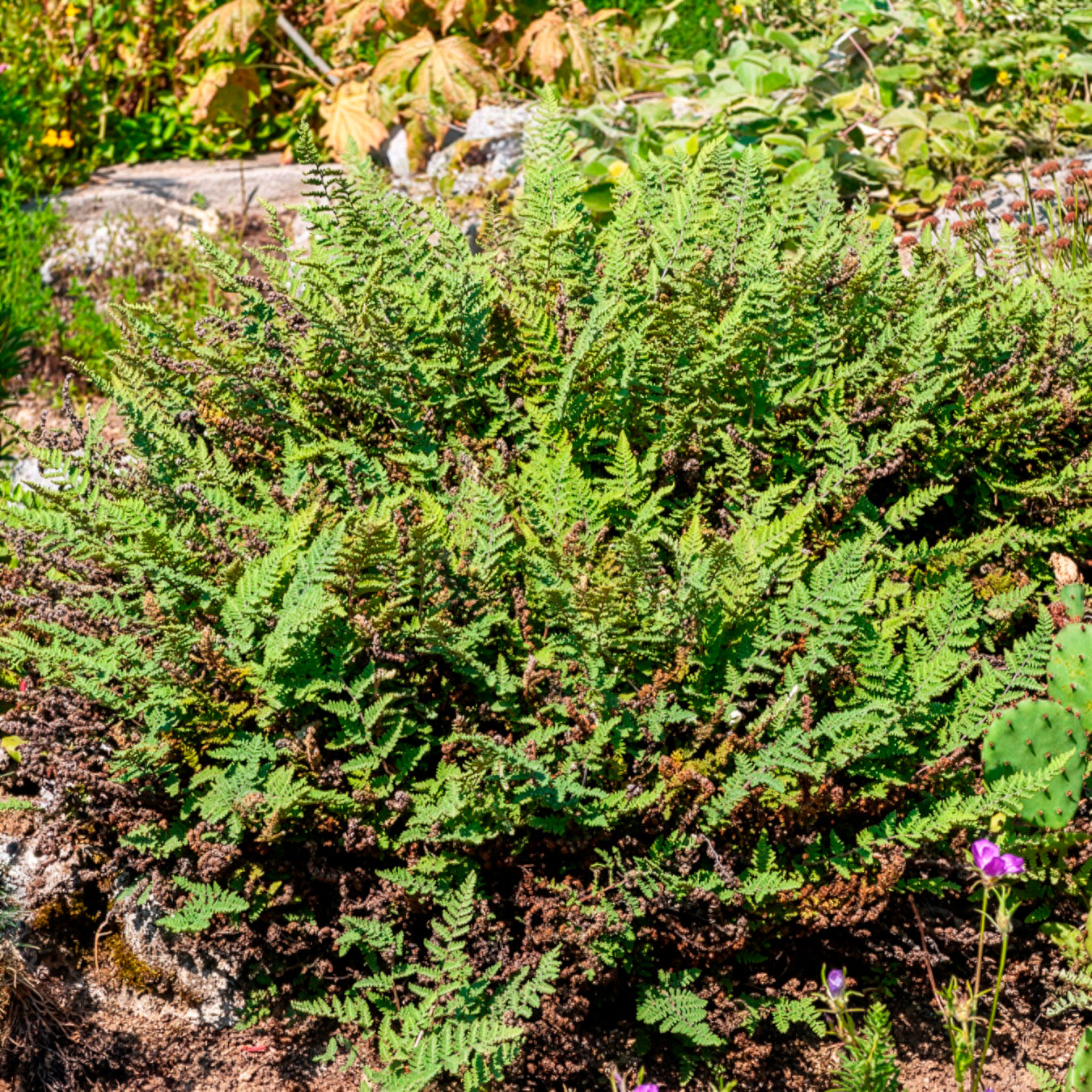 Harige lipvaren - Bakker
