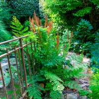 Varens - Koningsvaren - Osmunda regalis