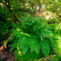Verkoop Koningsvaren - Osmunda regalis