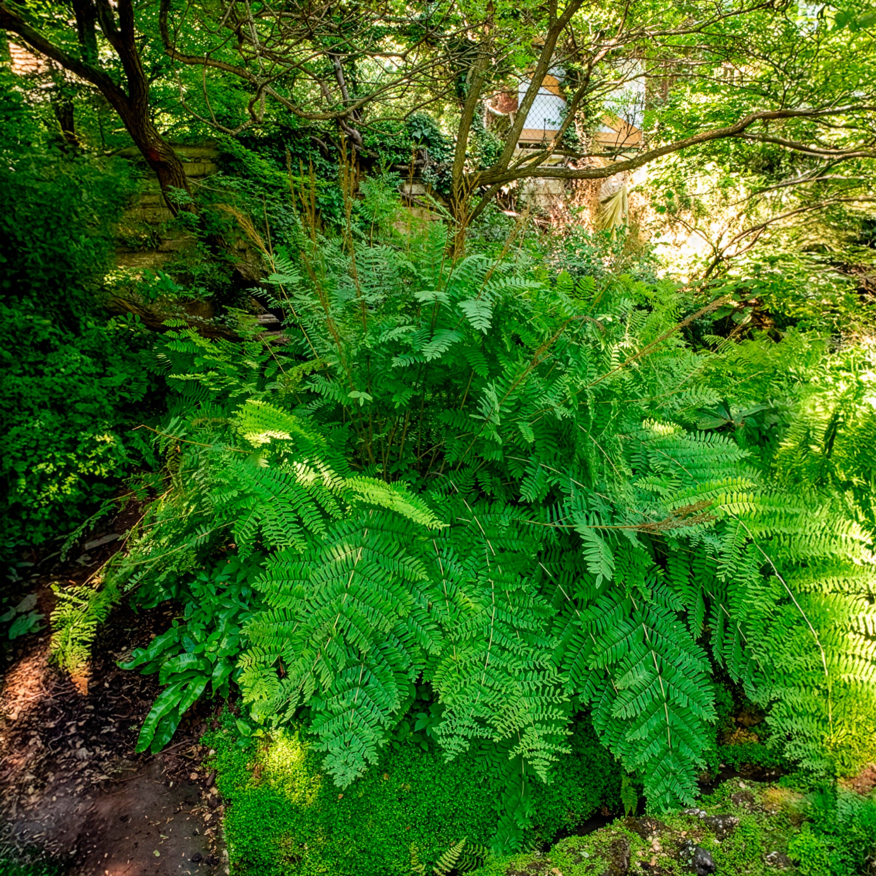 Verkoop Koningsvaren - Osmunda regalis
