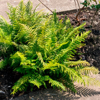 Zachte naaldvaren - Polystichum setiferum - Bakker