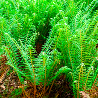 Schildvaren Dahlem - Bakker