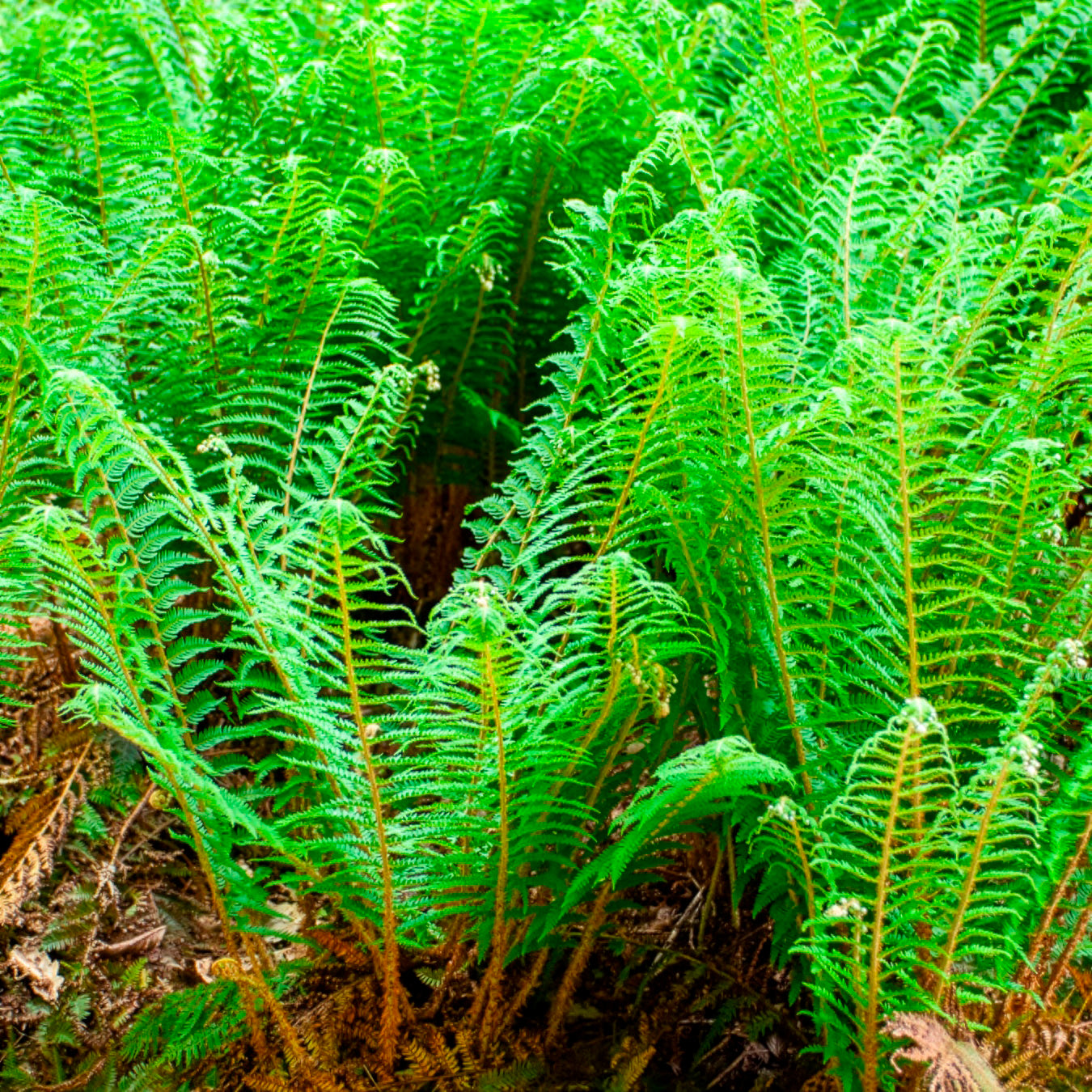 Schildvaren Dahlem - Bakker
