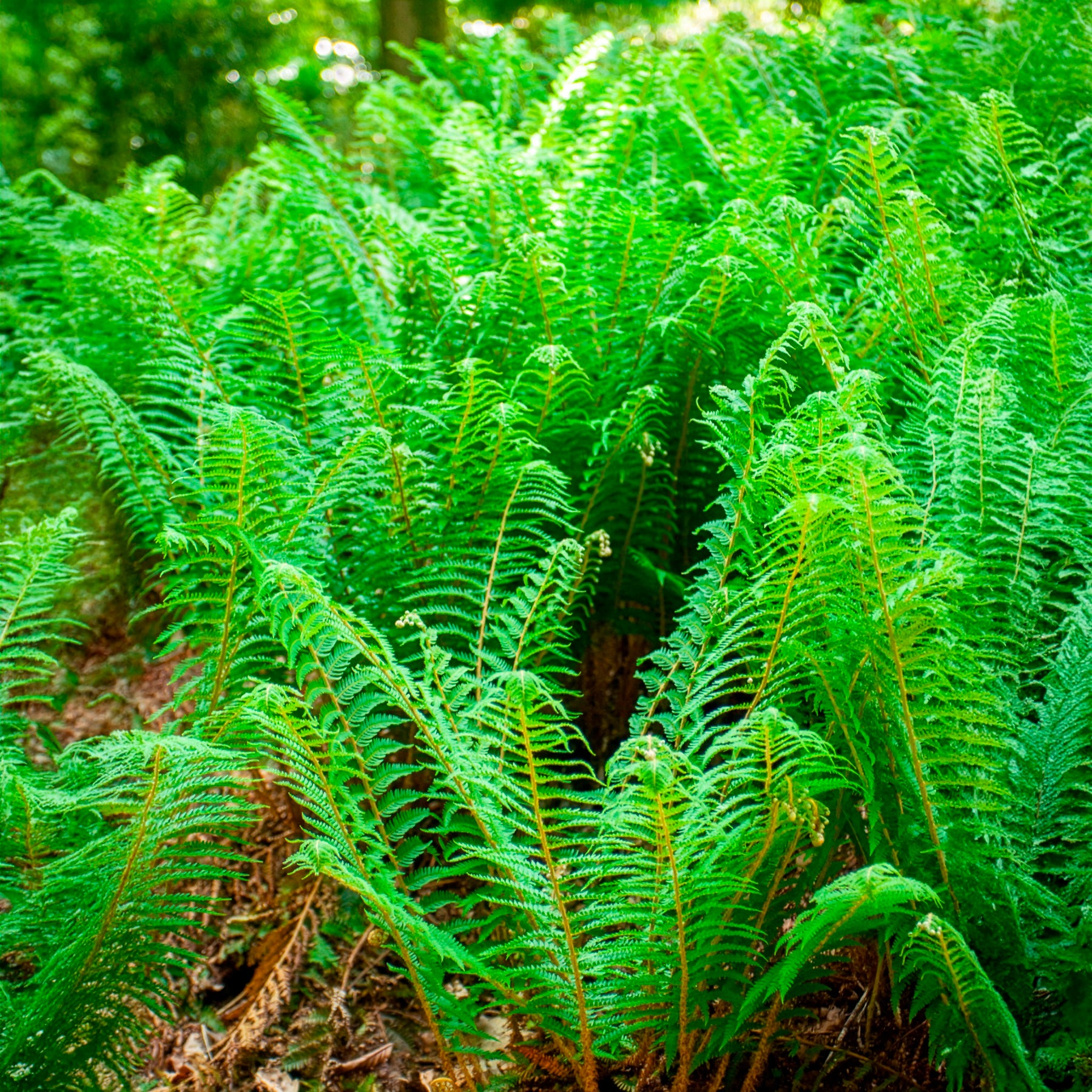 Schildvaren Dahlem - Polystichum setiferum Dahlem - Bakker