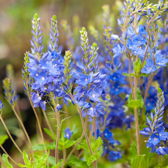 Brede ereprijs Royal Blue - Veronica austriaca Royal Blue - Bakker