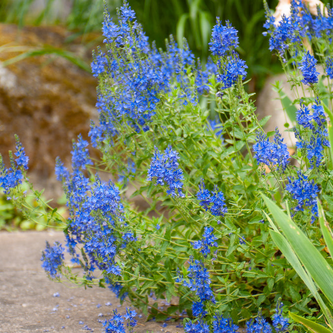 Brede ereprijs Royal Blue - Bakker