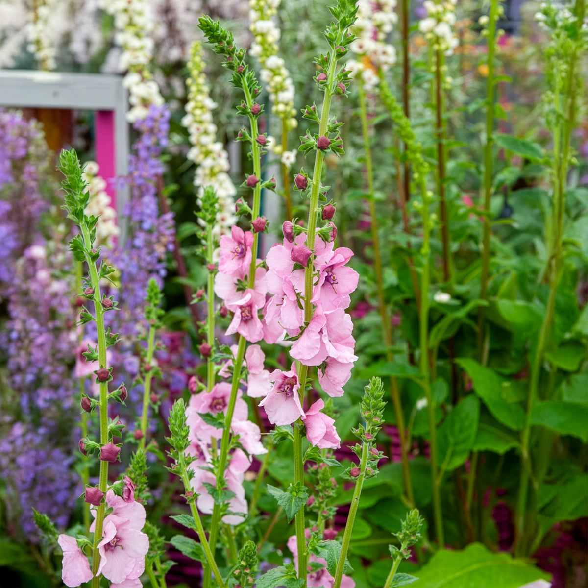 Verbascum Pink Domino - Toorts Pink Domino - Bloeiende vaste planten
