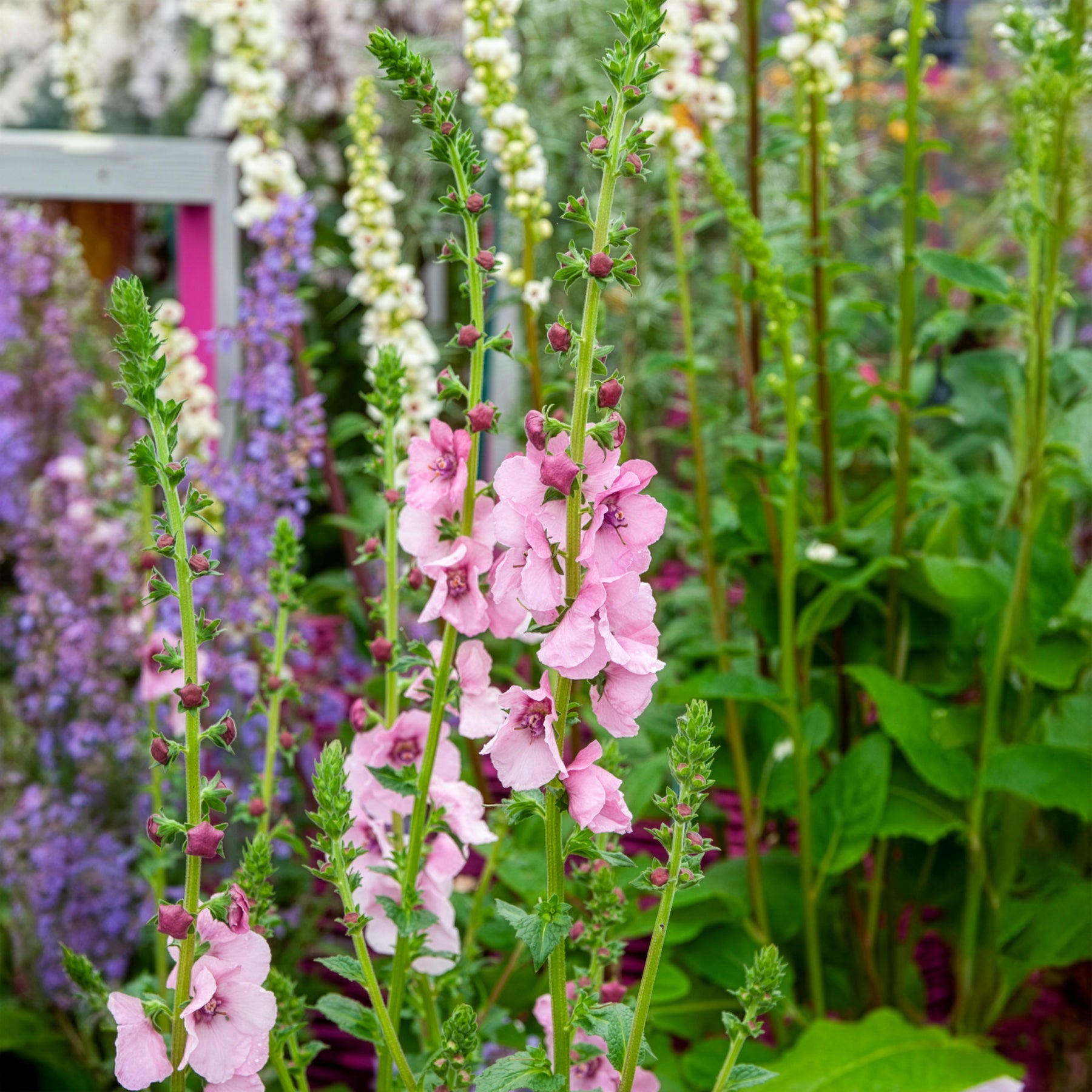 Verbascum Pink Domino - Toorts Pink Domino - Bloeiende vaste planten