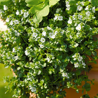 Ereprijss kruipend (x3) - Veronica repens - Bakker