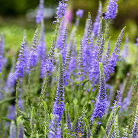 Ereprijs in aarvorm - Veronica spicata - Bakker