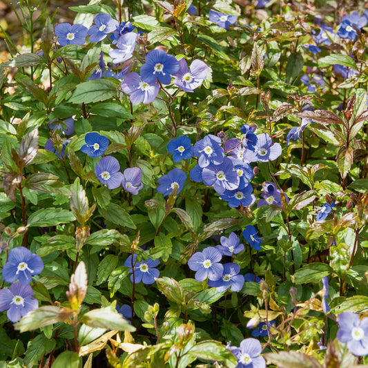 Ereprijs Georgia Blue - Bakker