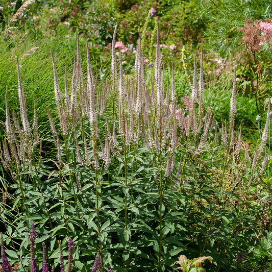 Scrophulariaceae Roseum - Bakker