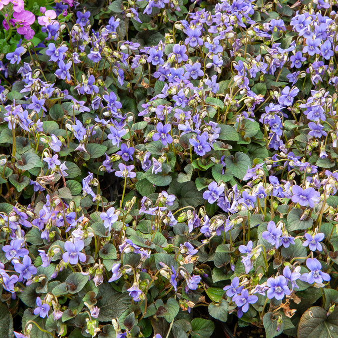Viooltje Labrador - Viola labradorica - Bakker