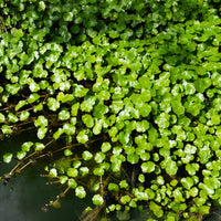 Waternavel - Bakker