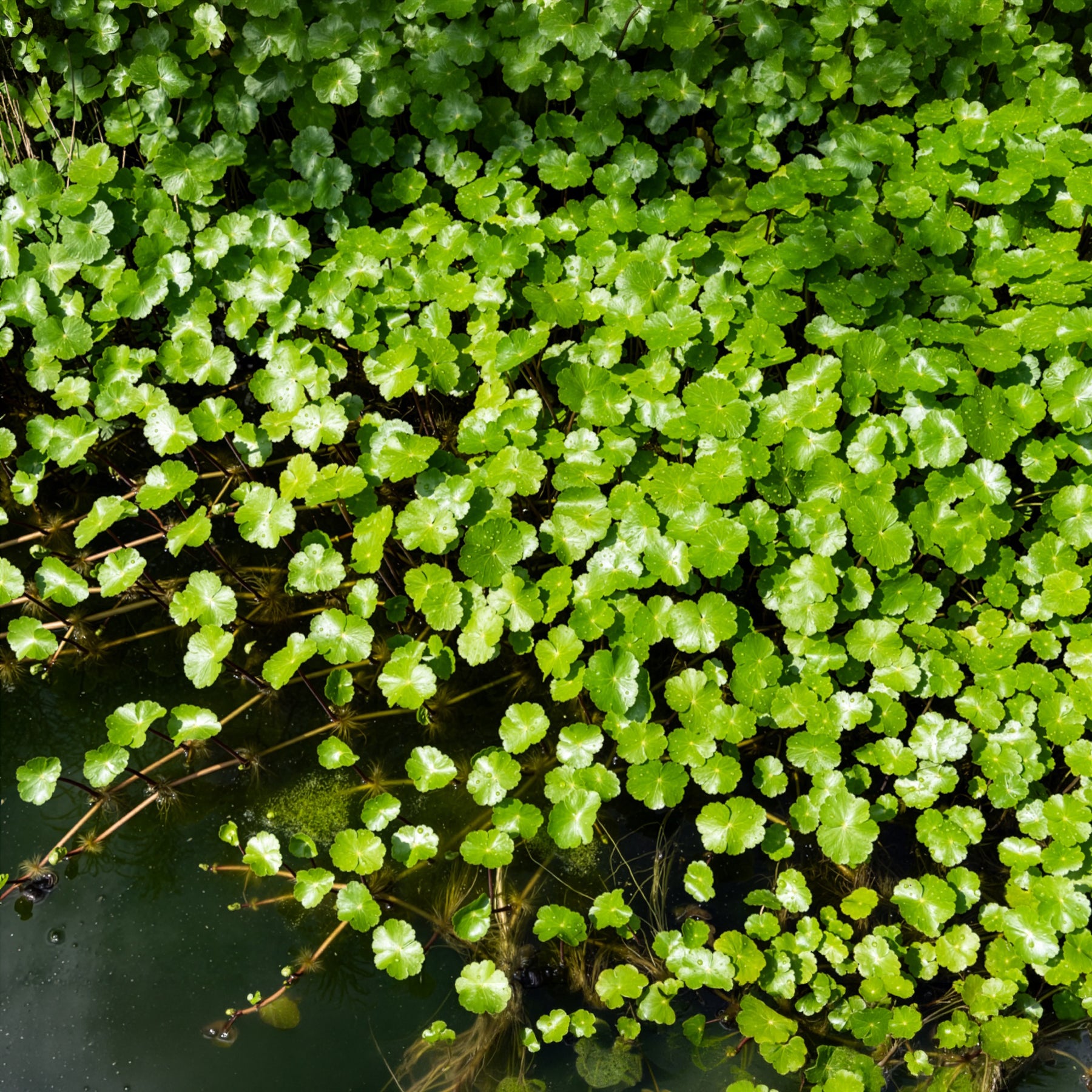 Waternavel - Bakker