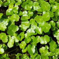 Verkoop Waternavel - Hydrocotyle vulgaris