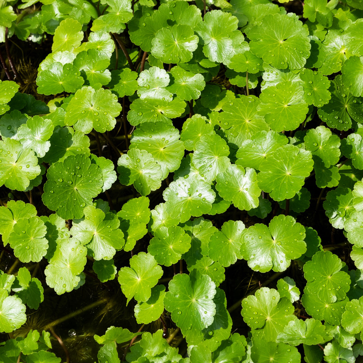 Verkoop Waternavel - Hydrocotyle vulgaris