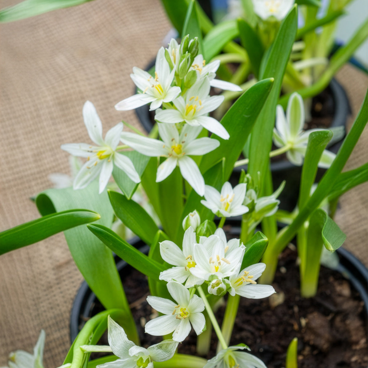 Ornithogalum balansae - Breedbladige vogelmelk (x20) - Voorjaarsbloeiers