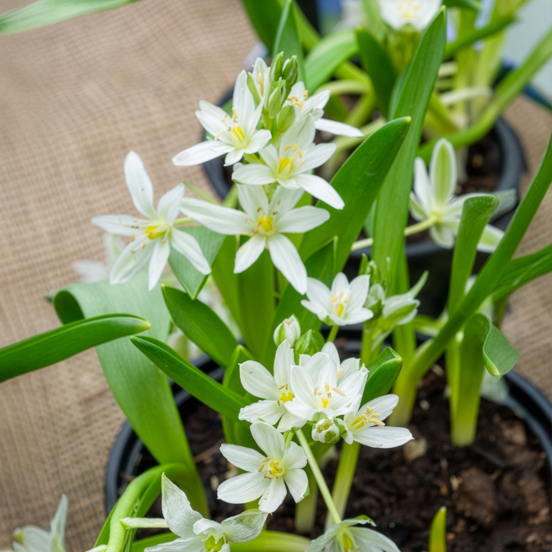 Ornithogalum balansae - Breedbladige vogelmelk (x20) - Voorjaarsbloeiers