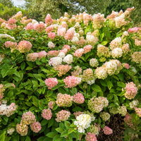 Pluimhortensia - Pluimhortensia Sundae Fraise® 'Rensum' - Hydrangea paniculata Sundae Fraise® Rensun
