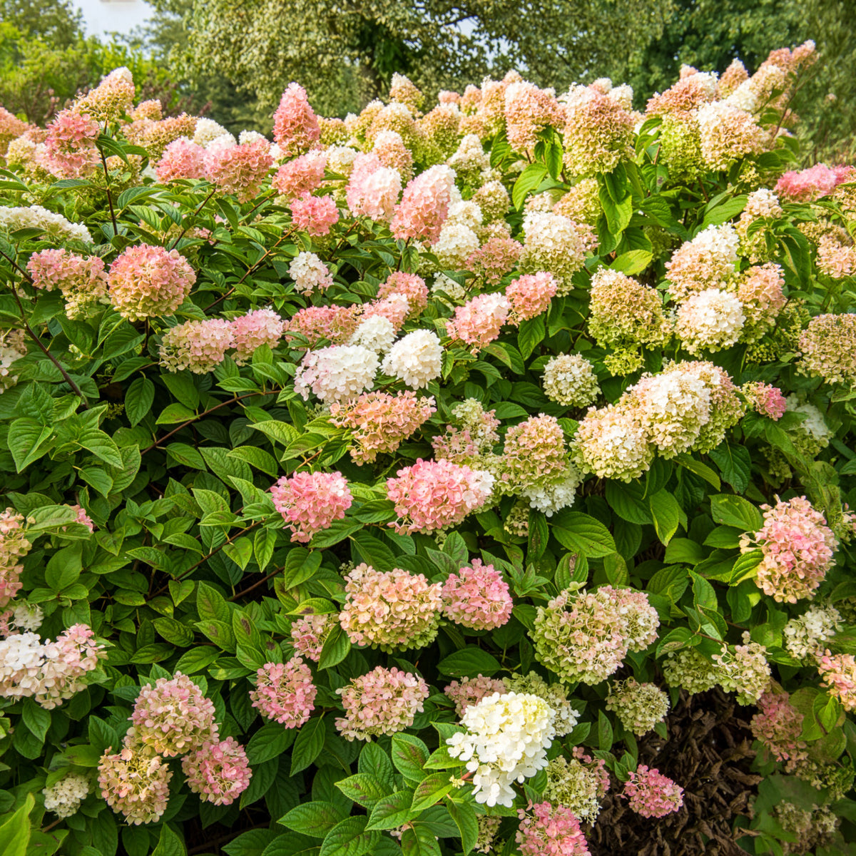 Pluimhortensia - Pluimhortensia Sundae Fraise® 'Rensum' - Hydrangea paniculata Sundae Fraise® Rensun