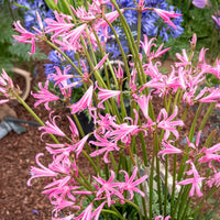 Amarine belladiva aphrodite - Amarine 'Belladiva Aphrodite' (x4) - Voorjaarsbloeiers