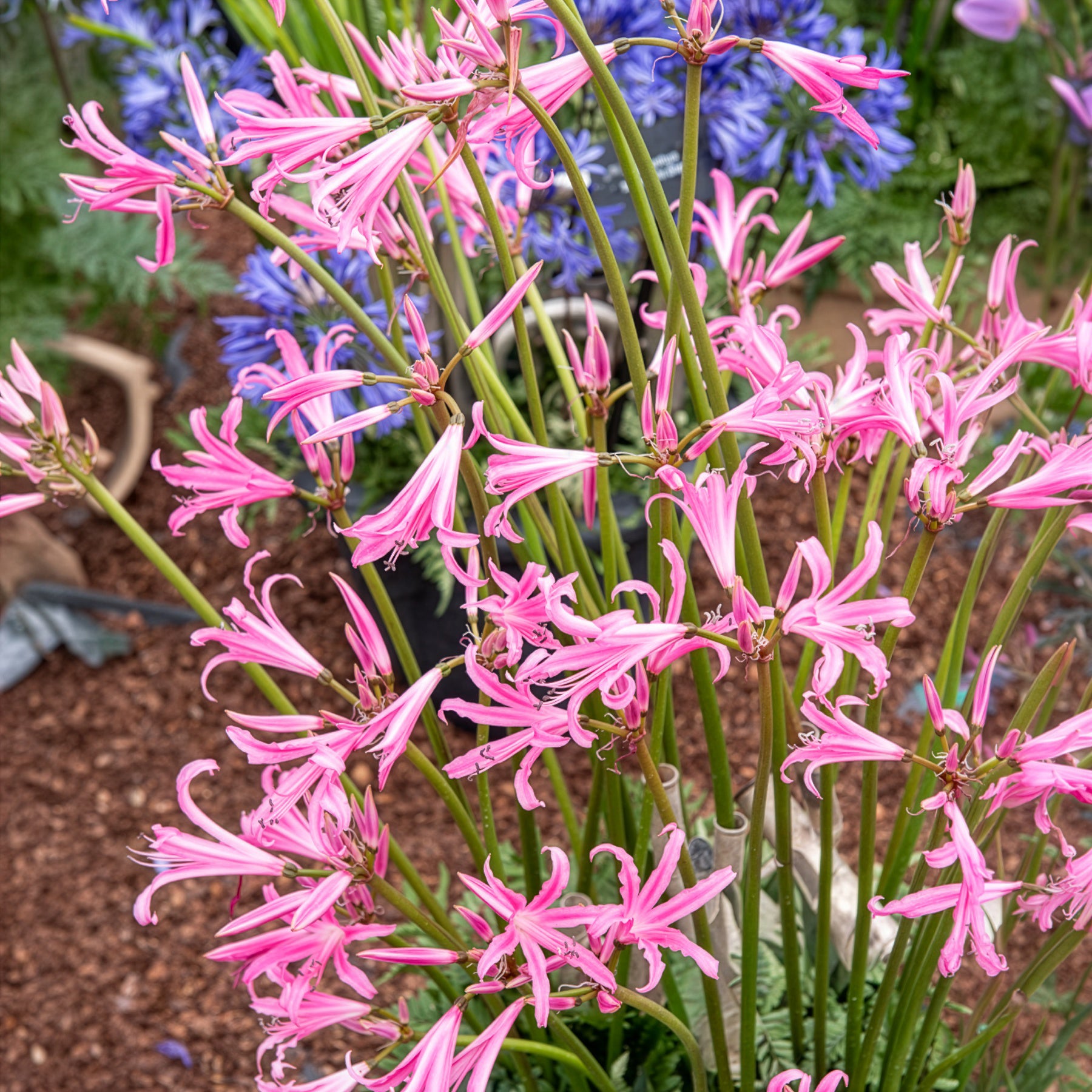 Amarine belladiva aphrodite - Amarine 'Belladiva Aphrodite' (x4) - Voorjaarsbloeiers