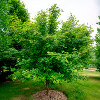 Spaanse aak - Acer campestre - Bakker