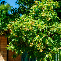 Verkoop Chinese esdoorn - Esdoorn