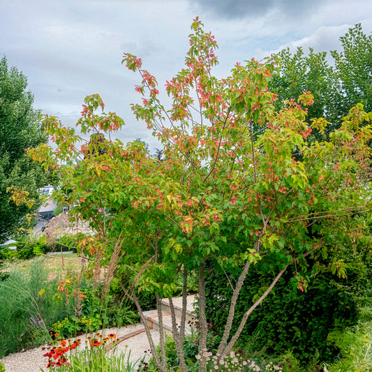 Chinese esdoorn - Bakker