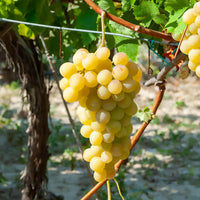 Vitis vinifera italia - Witte druif 'Italia' - Druif