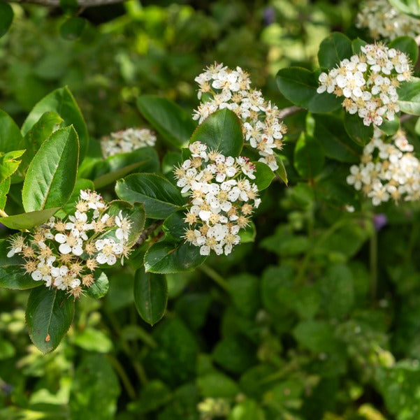 Aronia prunifolia 'nero' - Appelbes 'Nero' - Heesters