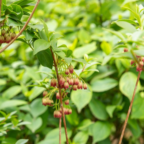 Pronkklokje - Enkianthus campanulatus red bells - Terras- en balkonplanten