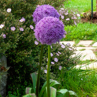 Grote sierui - Allium giganteum - Bakker