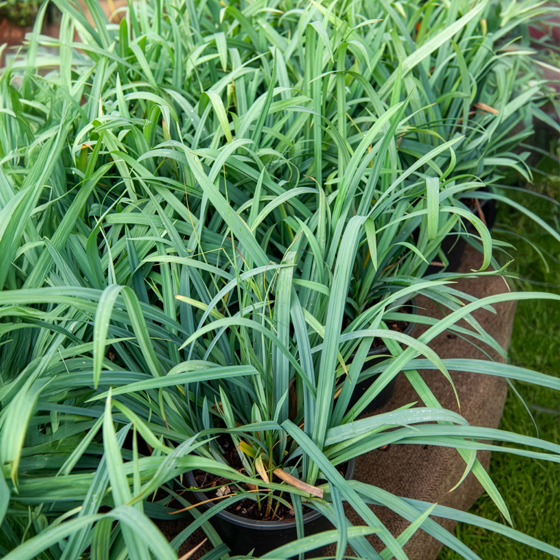 Zegge Bunny Blue - Carex laxiculmis Bunny Blue - Bakker