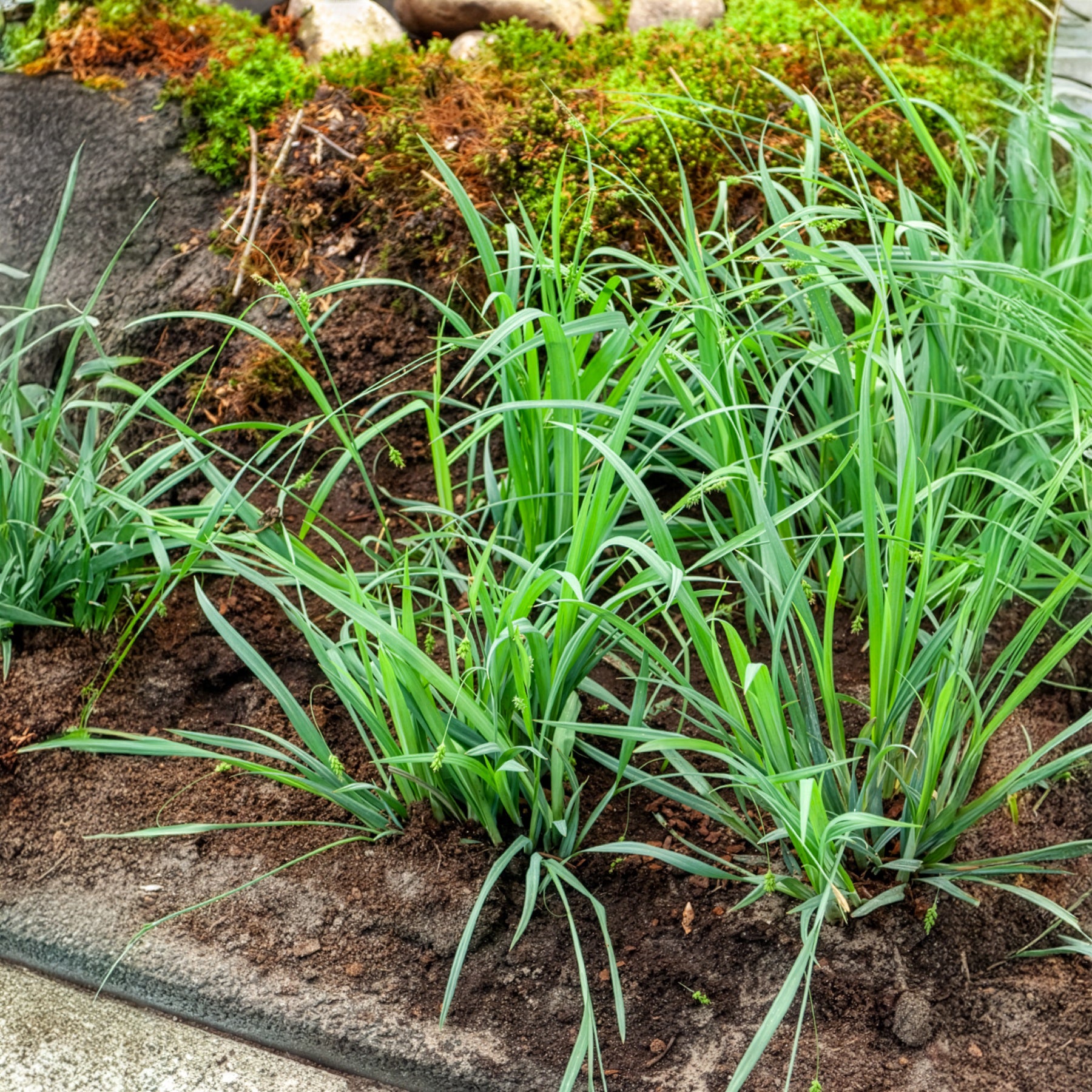 Zegge Bunny Blue - Bakker