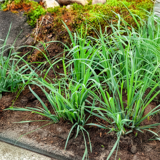 Zegge 'Bunny Blue' - Bakker