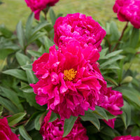 Pioenroos 'Félix Crousse' - Paeonia felix crousse - Bakker