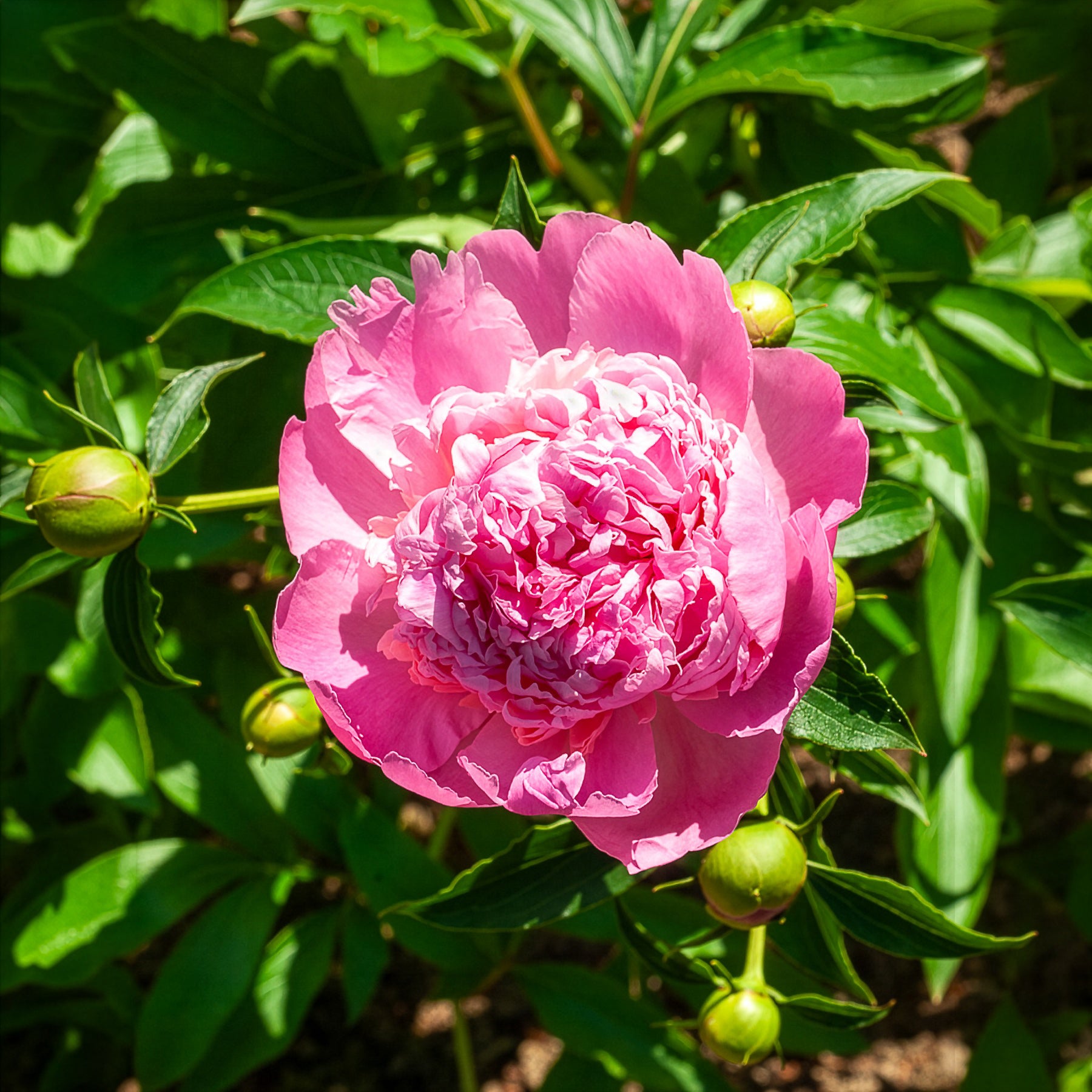 Pioenroos 'Monsieur Jules Elie' - Paeonia lactiflora monsieur jules elie - Bakker