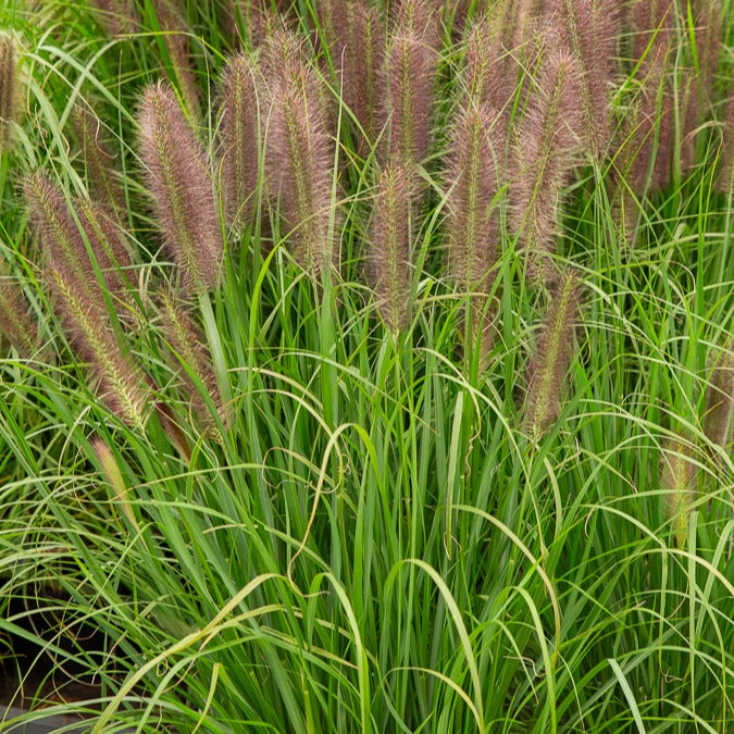 Lampenpoetsersgras 'Japonicum' - Pennisetum alopecuroides japonicum - Heesters en vaste planten