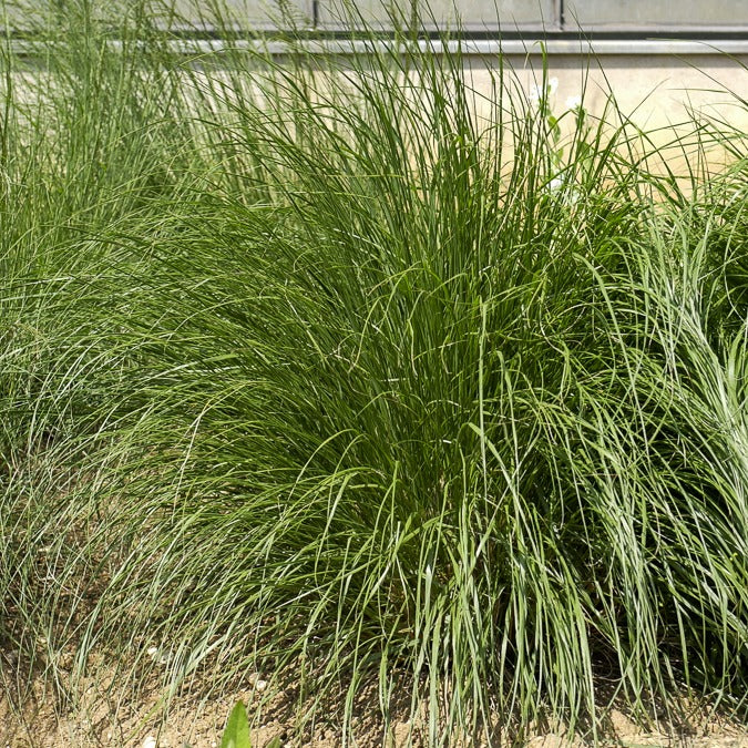 Lampenpoetsersgras 'Japonicum' - Pennisetum alopecuroides japonicum - Heesters en vaste planten