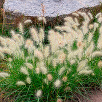 Pennisetum - Lampenpoetsersgras 'Little Bunny' - Pennisetum alopecuroides Little Bunny