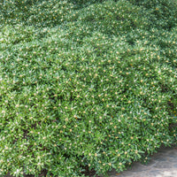Australische Laurier - Wintergroene heesters - Bakker