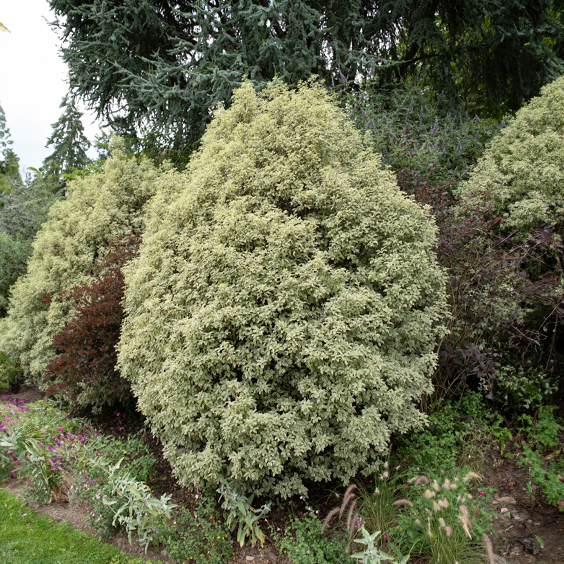 Australische bonte Laurier - Pittosporum tenuifolium variegatum - Heesters