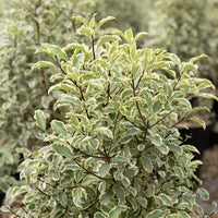 Australische bonte Laurier - Wintergroene heesters - Bakker