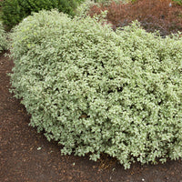 Verkoop Australische bonte Laurier - Wintergroene heesters